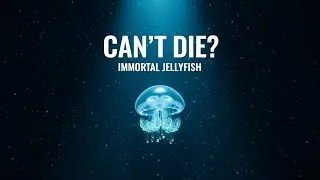 The &ldquo;Immortal&rdquo; Jellyfish &mdash; The Ocean Creature That Can Reverse Its Age (Real Life Mystery)