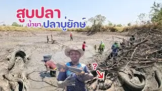 สูบบ่อใหญ่กลางทุ่งนา ไม่ได้สูบมา 2 ปี เจอปลาบู่ยักษ์เจ้าบ่อ ทำน้ำยาขนมจีน นัวๆ กินกับทีมงานแซ่บๆ