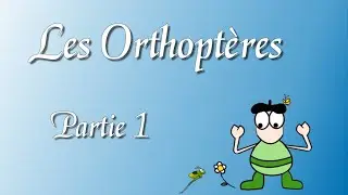 Le petit naturaliste Orthopt&egrave;res 1