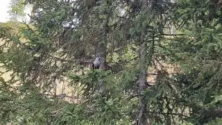 Northern Nutcracker Sighting in Alpine Forest near Lake Davos, Switzerland