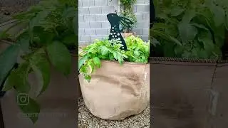 Some Garden Whimsy! #gardenfun #gardening #garden #whimsy