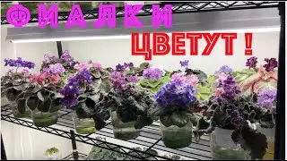 AFRICAN VIOLETS IN BLOOM! ФИАЛКИ ЦВЕТУТ! Обзор сортов.