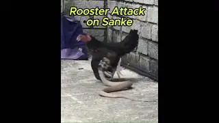 fight wild snake and  rooster #shorts #ytshorts