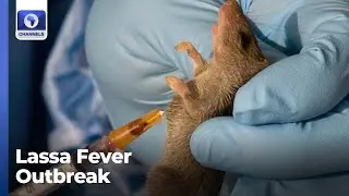 Over 100 Cases Of Lassa Fever Recorded In Ondo State
