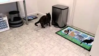 Callie and the HexBug mouse