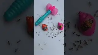 semut kecil dan palu tor kecil ##shortvideo #semut