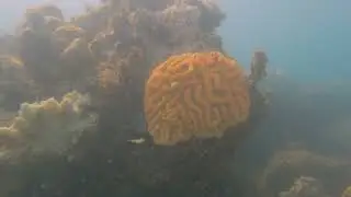Bleached Coral - Samui, Thailand.
