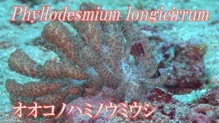オオコノハミノウミウシ　Phyllodesmium longicirrum　Nudibranch