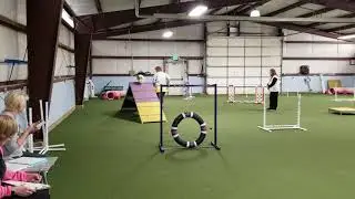 Teacup agility 3/09/2019