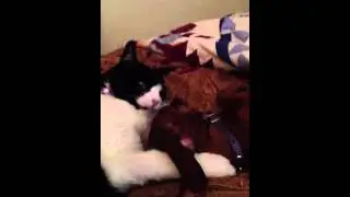 Paris the Dachshund and Grover the cat
