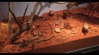 South Australian Biodiversity Gallery - Arid South Australia