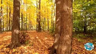 WALKING THROUGH FOREST DRY AUTUMN LEAVES | ASMR, Sounds of Footsteps, Crunchy Leaves