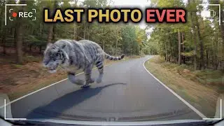 15 Last Photos of Extinct Animals Ever Taken