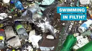 Swimming in filth?