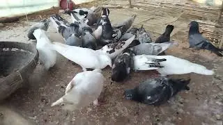 আসো সবাই পশুপাখিকে ভালোবাসি @ #paragon #paragonviedo #video #birds #pigeonlaver #raju ❤️❤️❤️