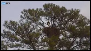 Berry College Eagles ~ Approach Cam View of Intruder Eagle visit, Feb 11, 2018