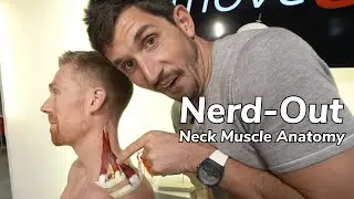 Learn About Neck Muscle Anatomy with this Visual!
