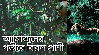 অ্যামাজনের গভীরে বিরল প্রাণী 😡🦴 #amazonrainforest #JungleMysteries #RainforestSecrets🦊