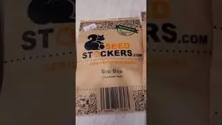 #SeedStockers #auto flowering #kingsseedbank #cannabisseeds