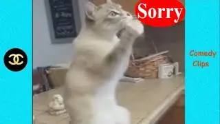 Funny Cat And Dog Vines- Try Not To Laugh  2019