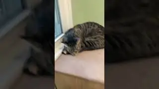 SUB in a race to 100