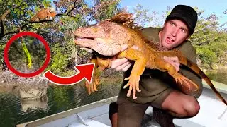 CATCHING FROZEN IGUANAS FALLING FROM TREES ! WILL THEY SURVIVE ?!