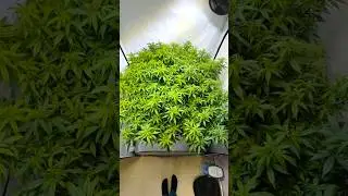 1.20&times;1.20 Tent &ndash; Good Morning, Pineapple Chunk 🌱 A Full Canopy Wake-Up View