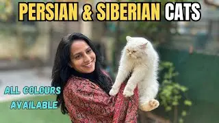 BEST PERSIAN CATS IN CHANDIGARH | CATS FOR SALE | BEST KITTENS IN INDIA #cats