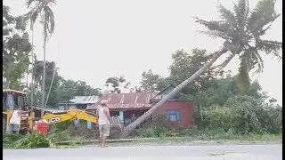 JCV cuting coconut tree-JCV DOZER