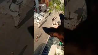 Animal lovers 😍&hearts;️ | Goat And Dog love #short #shorts #viral #ytshorts #trending #yt #youtubeshorts