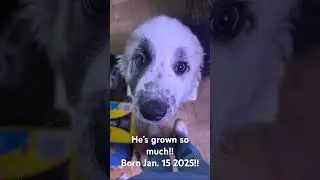 Growing man!! And still thriving!! #puppy #love #cute #missyousomuch #growinv