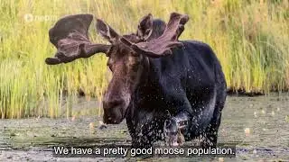 PREVIEW: Capturing the Quabbin with Wildlife Photographer Dale Monette | Connecting Point