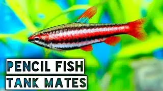 Pencilfish tank mates | Beckford pencilfish tank mates .