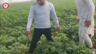 Victor Potato Variety | 54 Days | Sambhal, UP / विक्टर आलू किस्म | 54 दिन | संभल, उत्तर प्रदेश