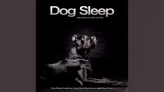 Dog Sleep