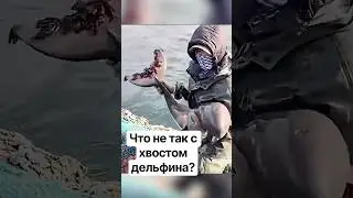 Странные существа на хвосте дельфина