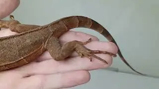 1/29/26 Red Iguana 2