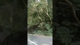 കൊടുംകാട്ടിലൂടെ ഒരു യാത്ര വളരെ മോശമായ വഴിയും