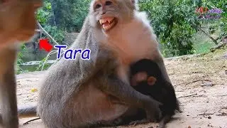 Poor mom Carla very scare keep baby Carlee in hand cuz Tara | She scare cuz afraid Tara kidnaps
