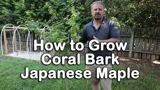 How to grow Coral Bark Japanese Maple (Ornamental Tree With Coral Colored Bark)