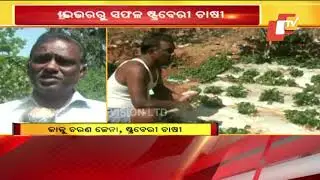 Driver Turns Into Successful Strawberry Farmer In Odisha's Koraput
