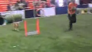 Woofjocks perform at All About Pets Show