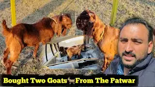 Alhamdulillah || Bought Two Goats🐐From The Patwar || Family Vlog in Kashmir ||