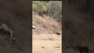 Super Speed Racing Dogs vs Wild Brown Hare Rabbit #tazidog