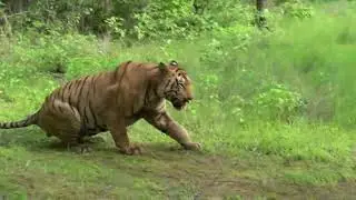 Tadoba's King The Chota Matka at Nimdhela Gate