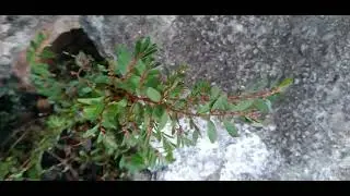Flor-da-Folha-da-Carolina/(Phyllanthus caroliniensis) Walter.[Ler Descri&ccedil;&atilde;o]