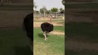 This is how male ostrich look like 🙂￼