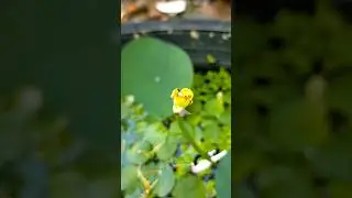 Mini lotus little lantern 💓. #nature #lotusflower #minilotus #lamvuon #flowerblooming #lotus #flower