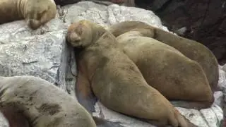 4K Peru travel Islas ballestas