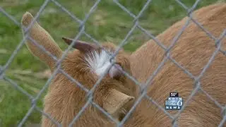 Goat stolen, horns stained in SE Portland